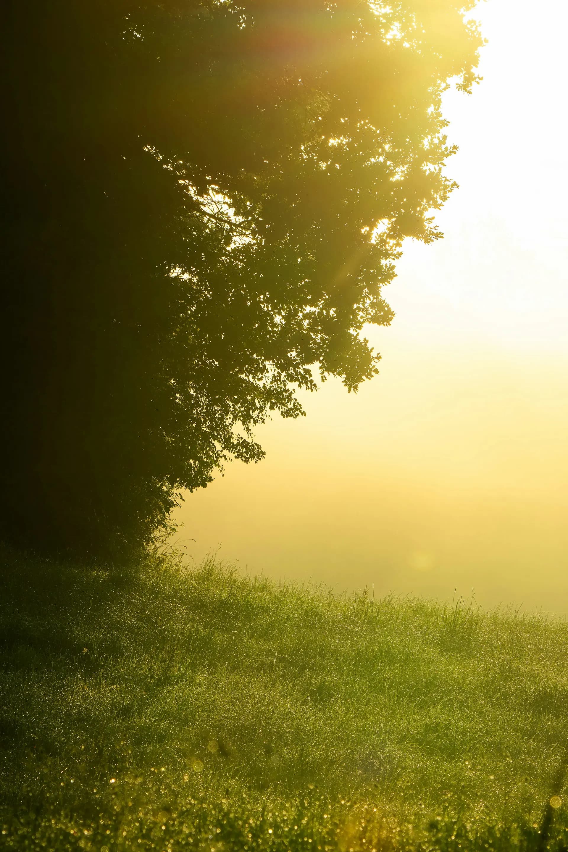Sonnenlicht fällt durch einen Baum über eine Nebelwiese