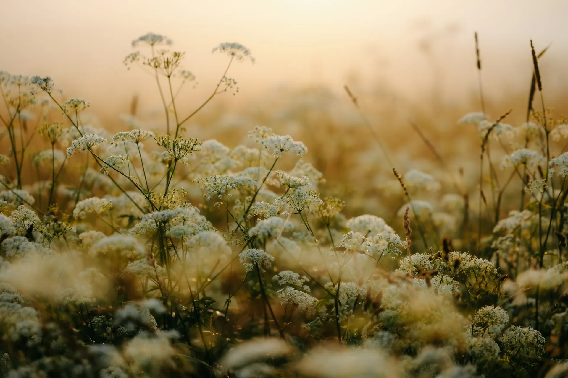 Zarte weiße Wiesenblumen in goldenem Morgennebel